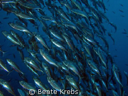 mouth makerel, canon S70  by Beate Krebs 